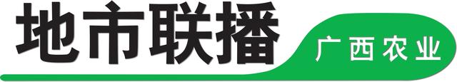 广西隆安：5000多亩火龙果地，种的是果，收获的是……