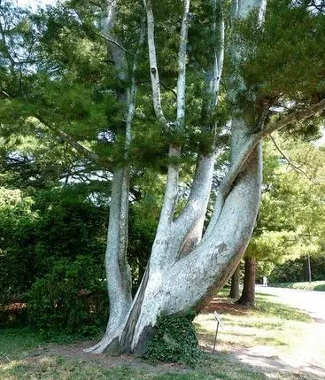 介绍一些北方园林常用的植物品种