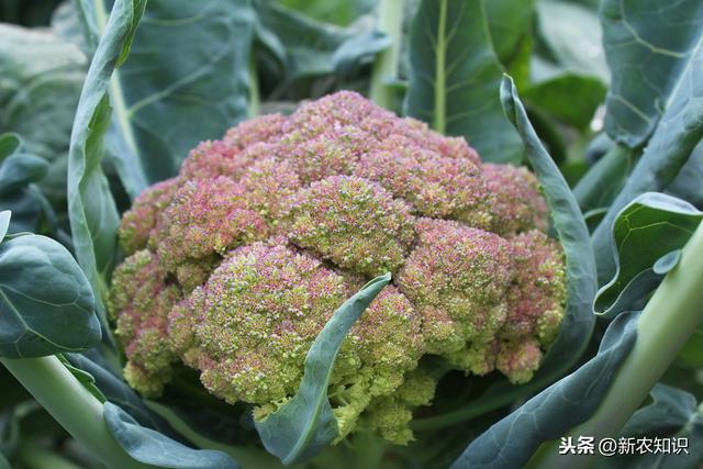 高山花椰菜春秋季高产栽培技术，不想高产都很难