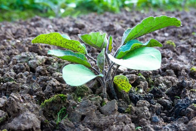 茄子种植要求深栽，这与农谚“茄子深了光掉蛋”的说法是否矛盾