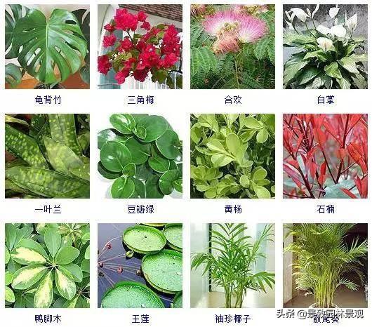 100种 · 常见观叶植物，你都认识吗？