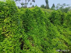 药才种植那种利润高(一亩地收入十万元利润中药材品种)