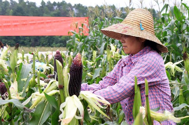 来到农村地头，揭开广西黑玉米种植的秘密