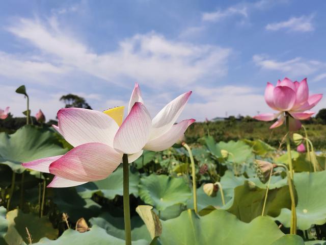 泸县返乡农民工栽百亩“无藕莲花”让村民有钱花