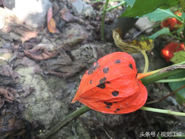 秋天到了，东北到处可见这种红姑娘，采摘一点回去，好吃又保健