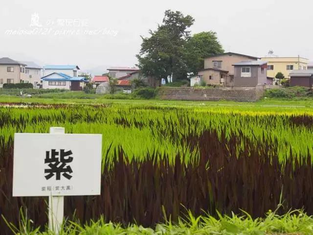 创意多变的乡村景观种植