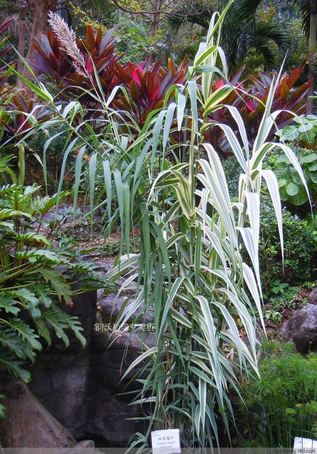 基金项目：花叶芦竹繁殖方法其种植技术和规定