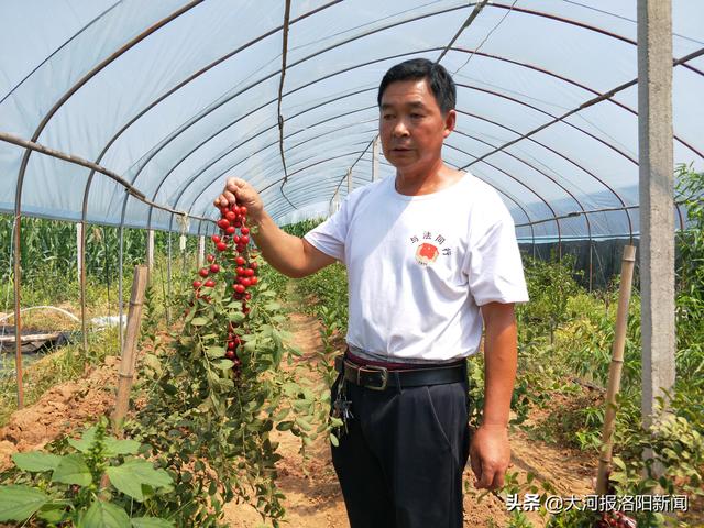 山村农民自己培育钙果树苗，年入15万以上