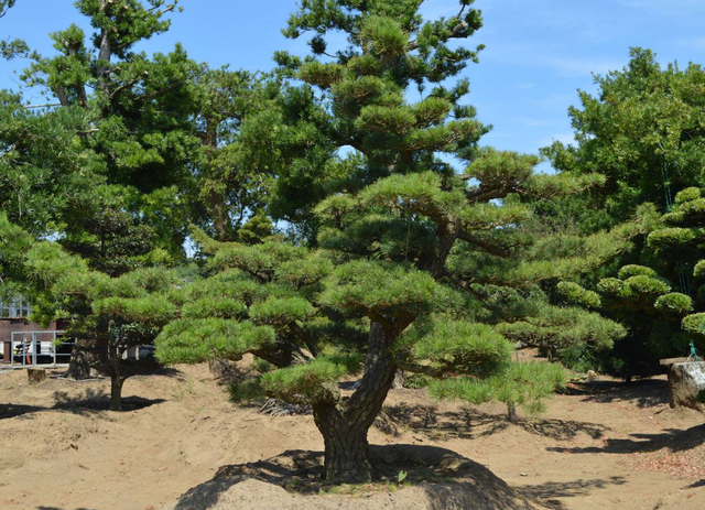 介绍一些北方园林常用的植物品种