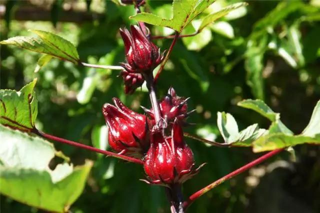 每日养花：洛神花的养殖方法