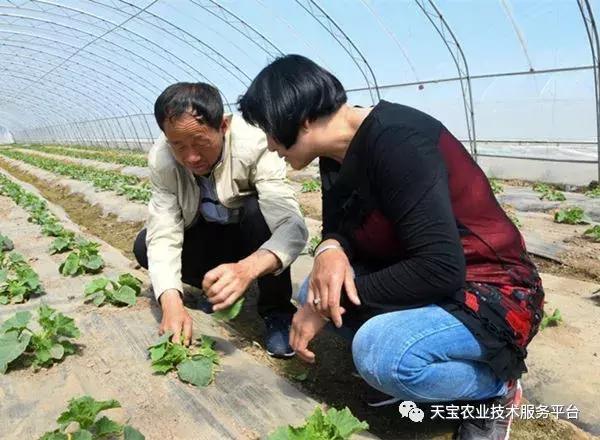 西甜瓜秧子细高弱，是定植后这些细节没做好！