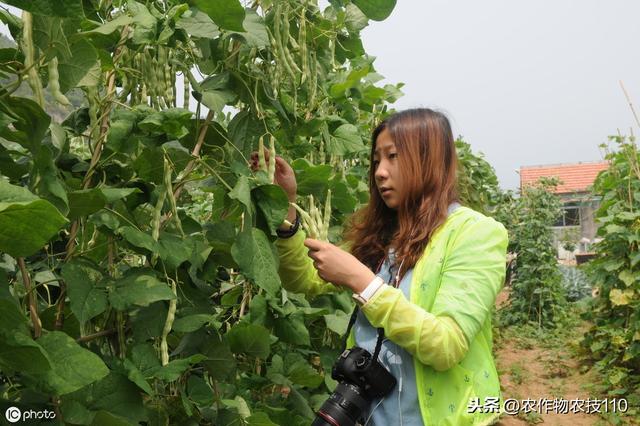 四季豆怎么种植产量高，效益好呢？（内附种植技术要点）