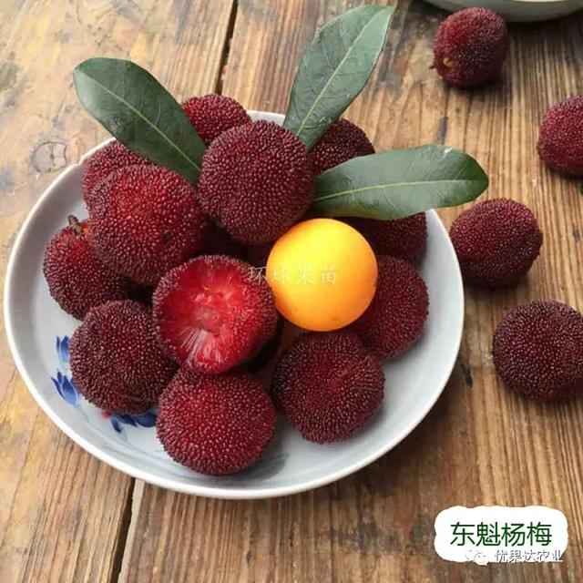 杨梅种植栽培管理技术