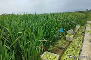 大别山适合种植什么(安徽大别山父子“接力” 种茭白 种出乡村致富路，一年纯收入20万)