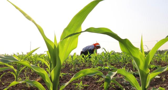 规范玉米种植技术,保障玉米增产增收