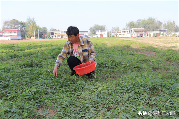 汝南县板店乡：种植绞股蓝 照样能赚钱