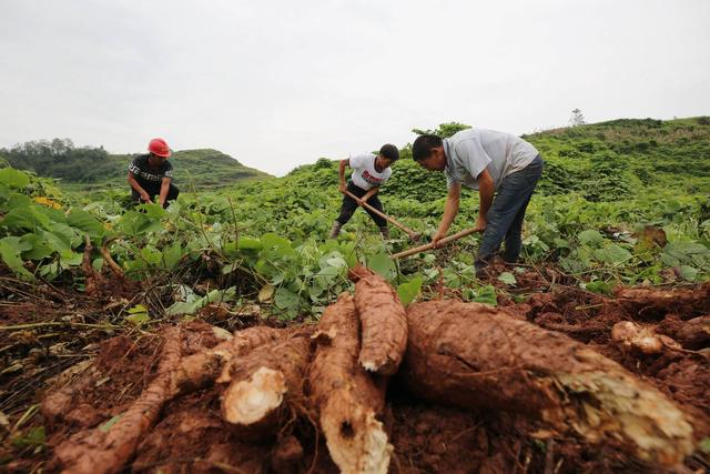 老樵聊三农：葛根高产的种植方法及栽培技术