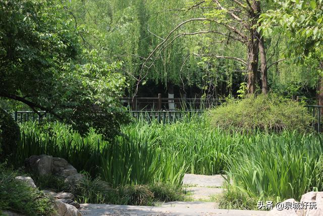 济南这片湿地景观，位于城市中心，黄色小花让人惊喜