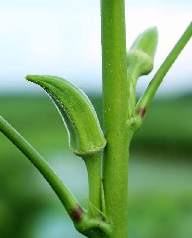 五月份种植秋葵正当时，这些种植方法得学会！