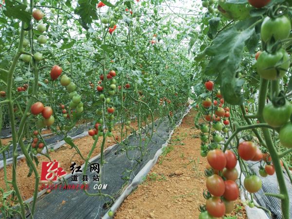 道县：樱桃番茄“粉公主”首种成功 正式上市