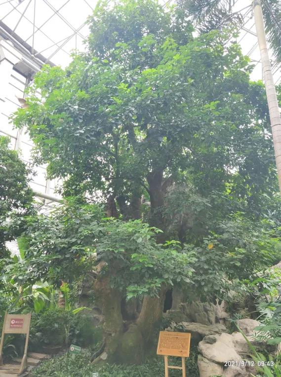 揭秘世界花卉大观园三大“镇园植宝”，树龄相加超1000岁