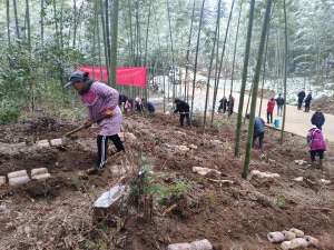 竹荪种植在哪里(清镇：4000亩林下仿野生红托竹荪种植项目启动)