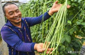 豆角种植间距(豆角怎么种产量高？老农教你6个技巧，结果一茬接一茬，产量倍增)