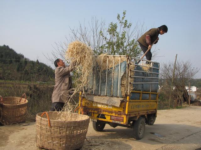 鱼腥草的三种栽培方式