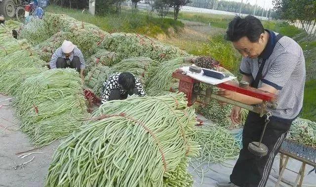 长豆角的种植方法，掌握好这2个诀窍，豆角一茬一茬摘不完