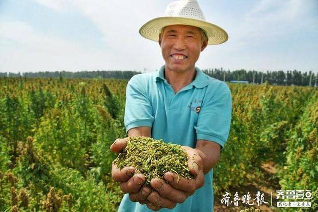 “超级谷物”藜麦在齐河大面积种植成功