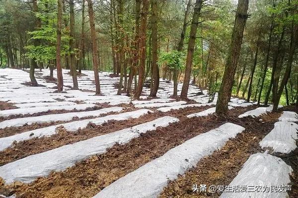 分享五个特色种植项目，想赚钱的过来看，值得参考！（1）