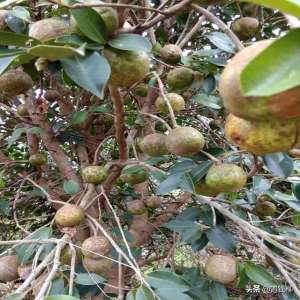 油茶种植条件(软枝油茶的种植技术与管理要点)