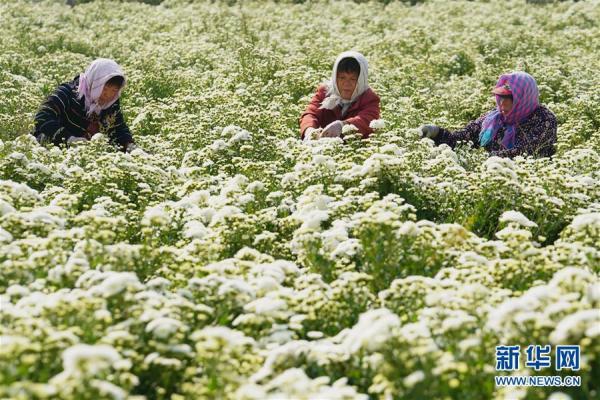 河北滦南：菊花香飘致富路