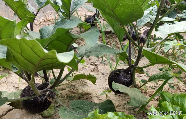 茄子不坐果，菜农透露种植诀窍，一棵能结十多个，每亩产量近万斤