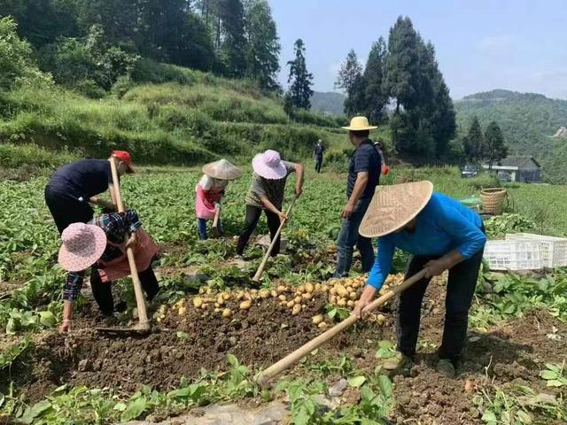 山东特色种养业进重庆 鲁渝协作多点开花结硕果