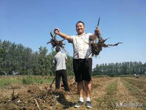 白芍种植前景(农民种植热门中药材，行情一跌再跌，药材商报价太伤人)