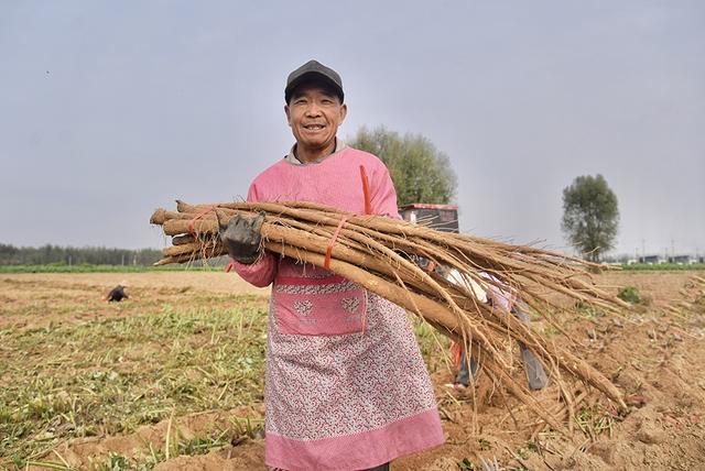 德州市夏津县东李官屯镇：500亩牛蒡喜获丰收