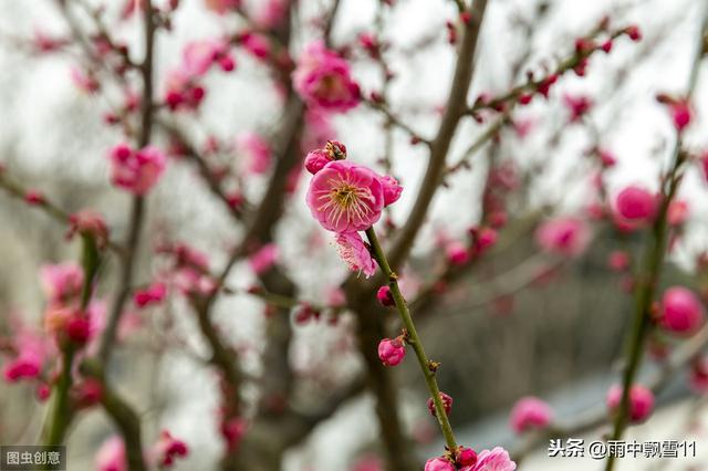 梅花香自苦寒来：盆栽养梅花，做好这几点，春天开花更美艳