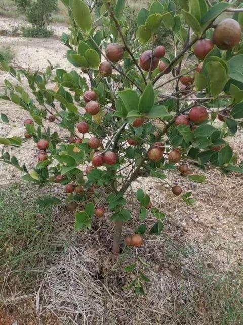 高产油茶苗、茶油茶栽培技术