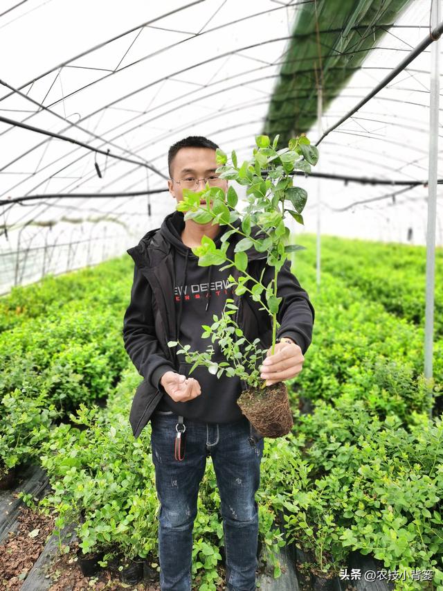 怎样才能种活又种好蓝莓？种植蓝莓有3大基本要求，具体怎么做？