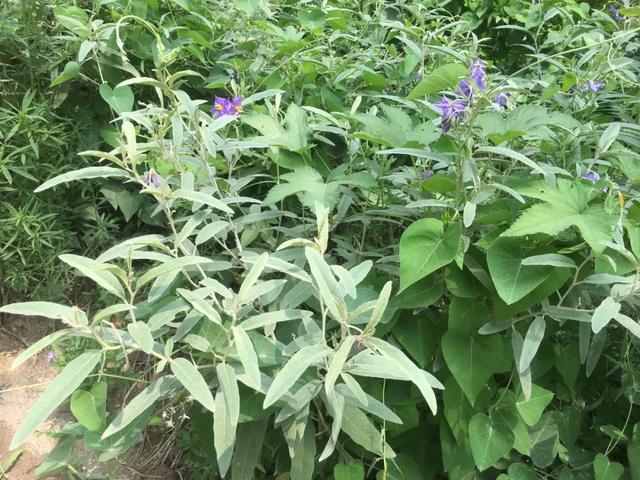 银毛龙葵，农村田野开紫花漂亮植物，见了一定要除掉！