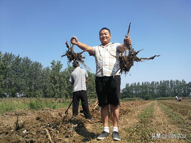 农民种植热门中药材，行情一跌再跌，药材商报价太伤人