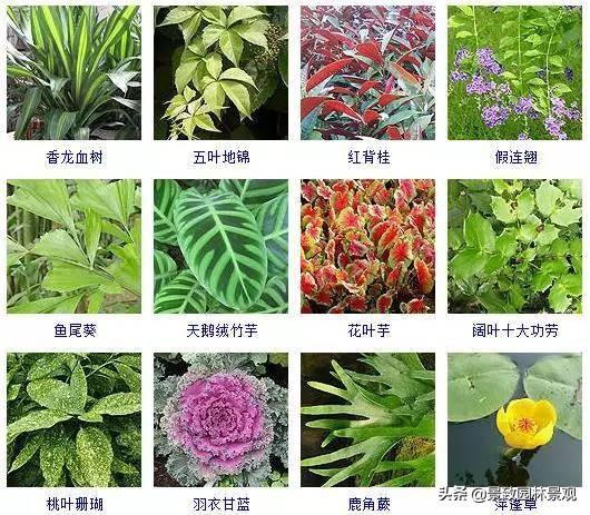 100种 · 常见观叶植物，你都认识吗？