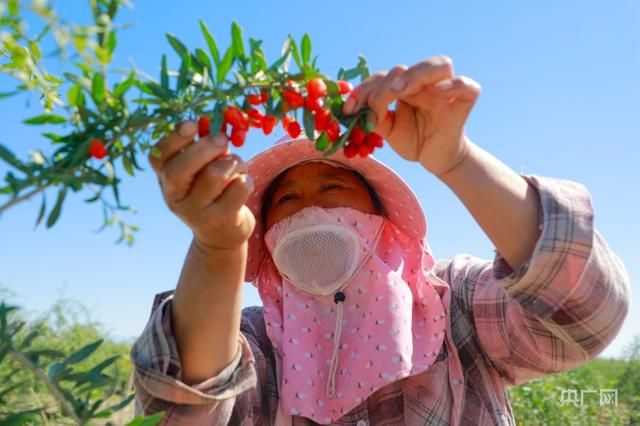 新疆精河：头茬枸杞采摘忙