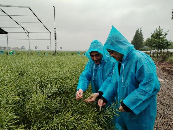 密植还高产，这种油菜刷新纪录