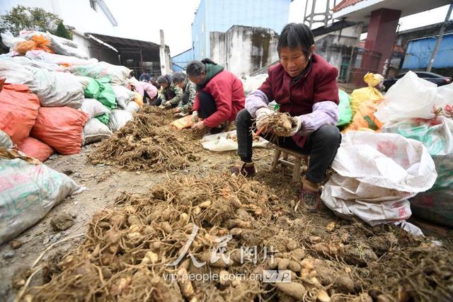 江西新余：中药材种植富农家