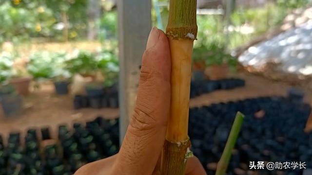 手把手教你种植果树小知识，菠萝蜜的高压繁殖方法，一个水杯就行