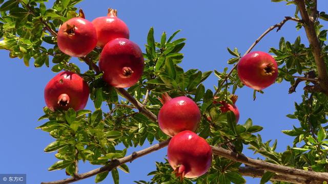 石榴树种植：石榴树种植多久结果？如何促进石榴树多结果？