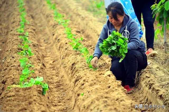 红薯怎么种植？掌握老祖宗留下的10句农谚，红薯个大、产量高