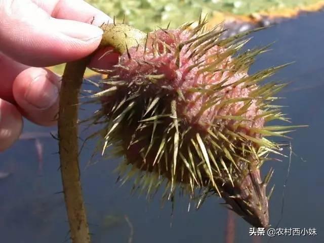 芡实怎么种植？芡实的种植方法介绍